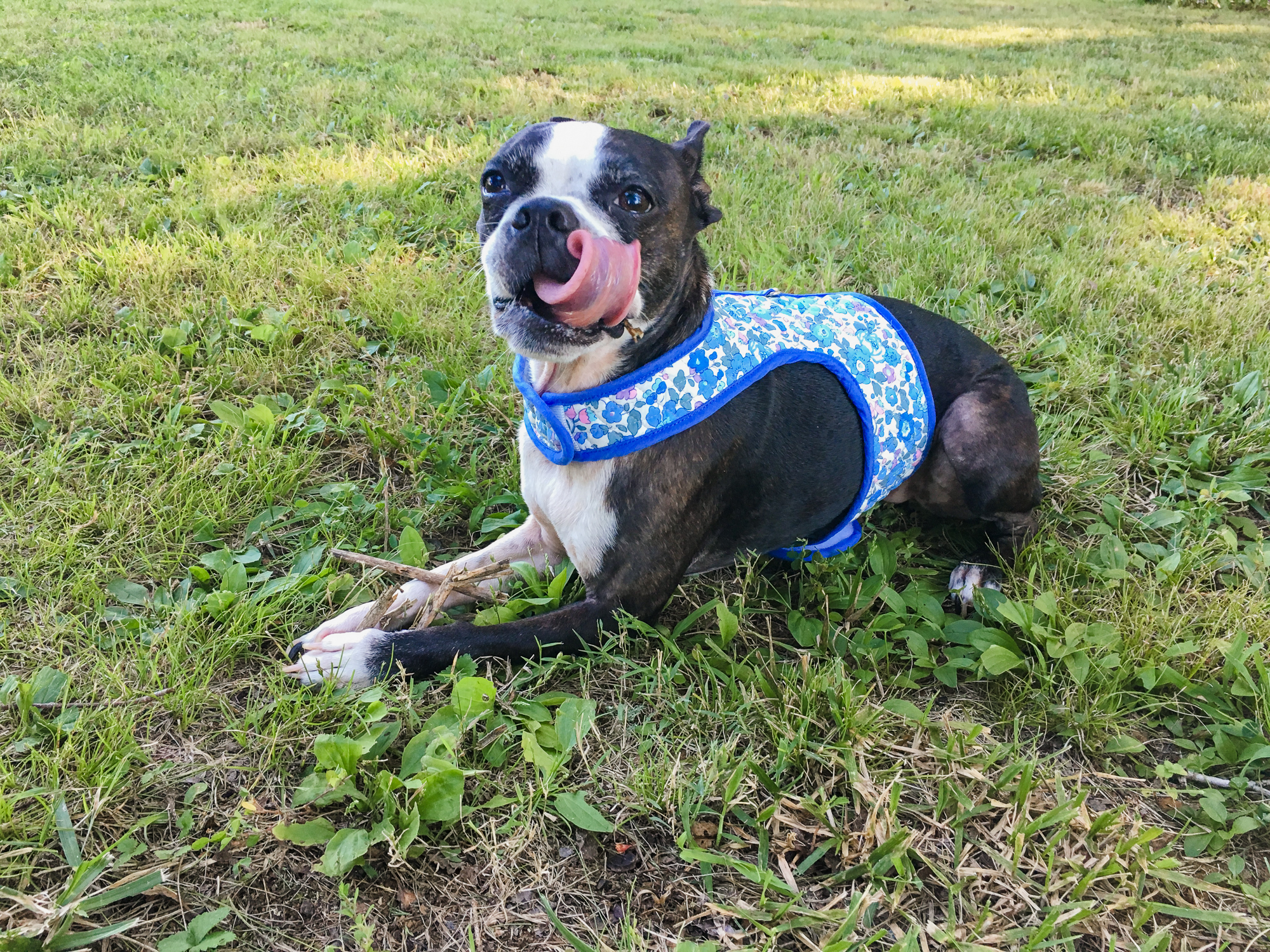 Diy dog harness pattern sale