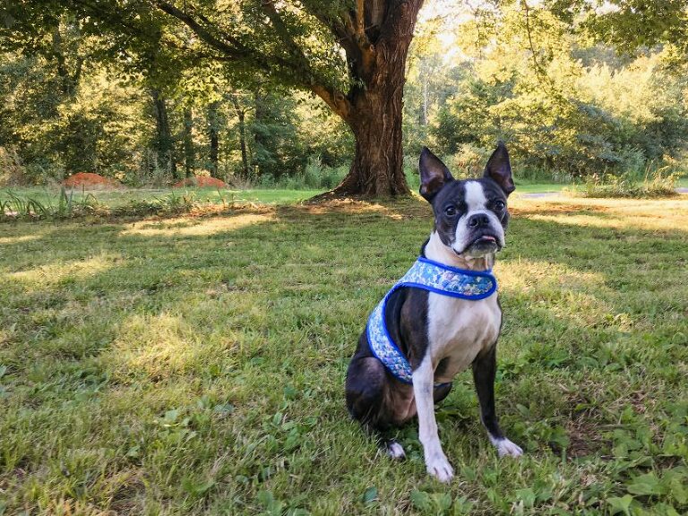 DIY Dog Harness : Olivia Jane Handcrafted