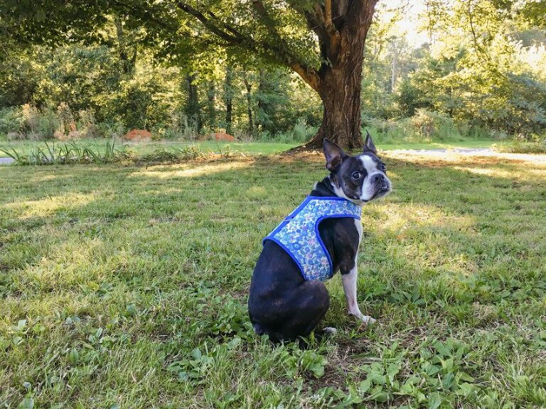 Free DIY dog harness tutorial