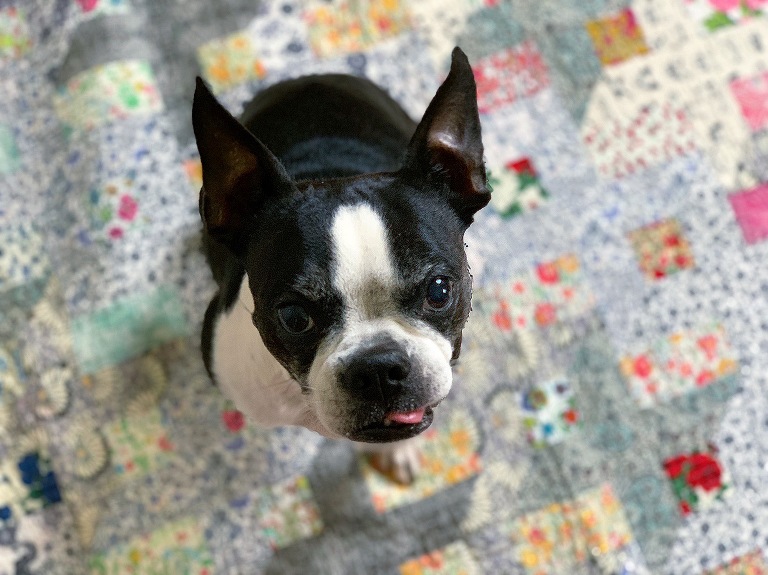Liberty Shift quilt featuring Olivia the Boston Terrier